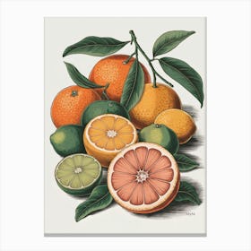 A Botanical Illustration Of Different Types of Citrus Fruits Canvas Print