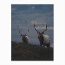 Bull Elk Evening Canvas Print