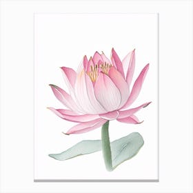 Pink Lotus Pencil Illustration 1 Canvas Print