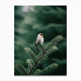 Bird On Branch Canvas Print