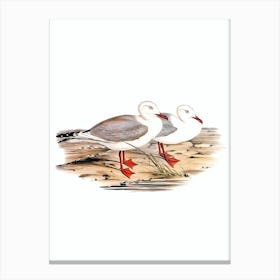 Vintage Jameson's Gull Bird Illustration on Pure White n.0138 Canvas Print