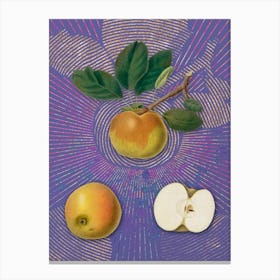 Vintage Apple Botanical Illustration on Veri Peri n.0572 Canvas Print