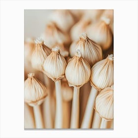 Garlic Bulbs Canvas Print