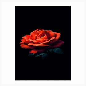 Red Rose 4 Canvas Print