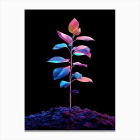 Colorful Plant Isolated On Black Background Canvas Print