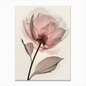 Floral Art 0009 X Ray 0003 X Ray Blumen 0008 Bp6586 Minimalist Soft Bright X Ray Scandinavian Minimalist 5cf69d61 75e0 Canvas Print