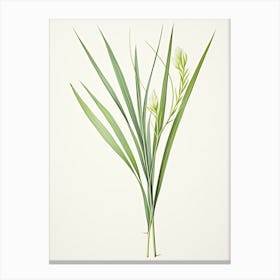 Lemon Grass Vintage Botanical Herbs 3 Canvas Print
