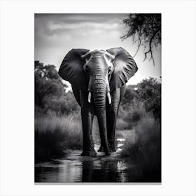 Elephant In The Nature Canvas Print