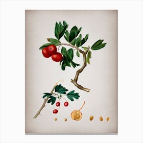 Vintage Red Thorn Apple Botanical on Parchment Canvas Print