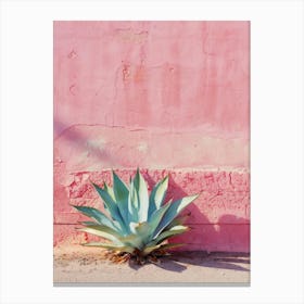 Agave 4 Canvas Print