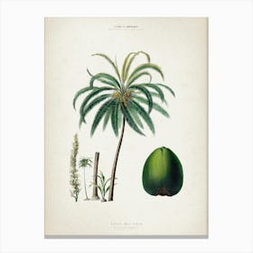 Vintage Denisse 5 Cocos Mucifera Canvas Print