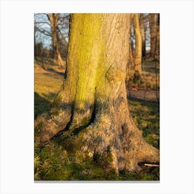 Tree trunk in the evening light 3 Canvas Print