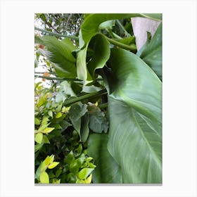 Large Leaves In A Garden Canvas Print