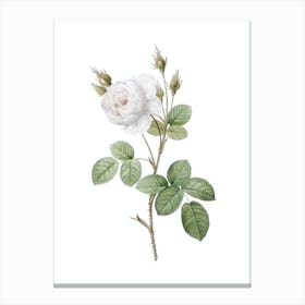 Vintage White Misty Rose Botanical Illustration on Pure White n.0276 Canvas Print