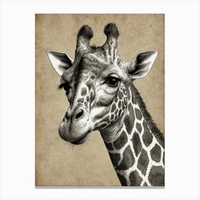 Giraffe 104 Canvas Print