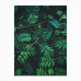 Wallhaven Canvas Print