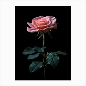 Pink Rose On Black Background 58 Canvas Print