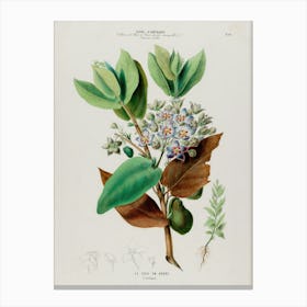 Botanical Illustration Of A Flower Canvas Print