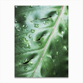 Waterdrops On Green Leaf Canvas Print