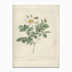 Rose Illustration, Pierre Joseph Redoute, Pierre Joseph Redoute(146) Canvas Print