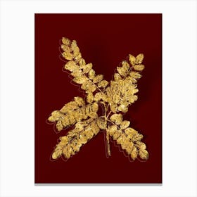 Vintage Clammy Locust Botanical in Gold on Red n.0288 Canvas Print