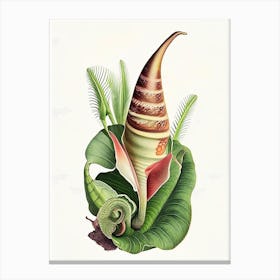 Cone Snail  Botanical Canvas Print