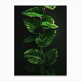 Fern Leaves On A Black Background Canvas Print