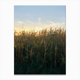 Sunset In Corn Field Canvas Print