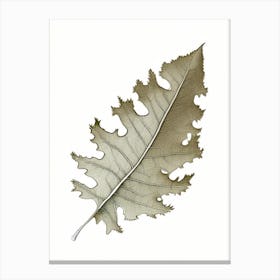 Oak Leaf 2 Canvas Print