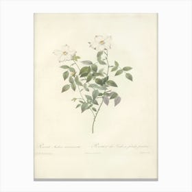 Rose Illustration, Pierre Joseph Redoute (65) Canvas Print