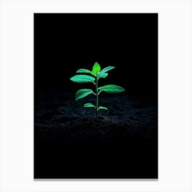 Green Plant In The Dark 10 Canvas Print