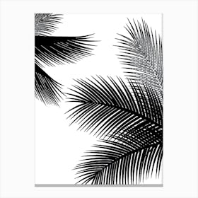 Palm Leaves On A White Background Canvas Print