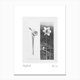Daffodil Botanical Collage 2 Canvas Print