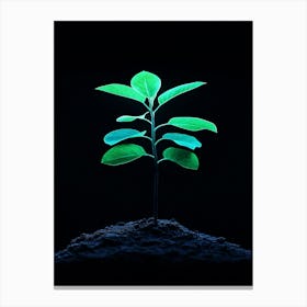 Small Green Plant On Black Background 6 Canvas Print