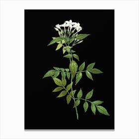 Acssw Vintage Jasmin Officinale Flower Botanical Illustration On Solid Black N Canvas Print