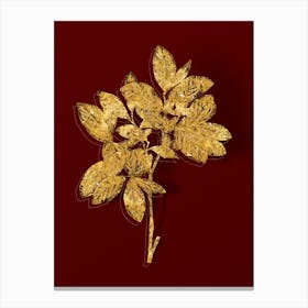 Vintage Eastern Leatherwood Botanical in Gold on Red n.0304 Canvas Print