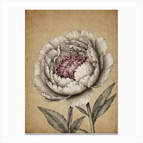 Peony 3 Canvas Print