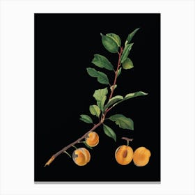 Acuza Vintage Apricot Botanical Illustration On Solid Black N Canvas Print