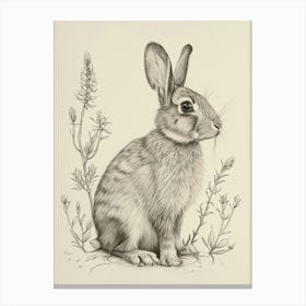 Rex Rabbit Drawing 2 Canvas Print