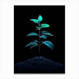 Green Plant On Black Background 7 Canvas Print