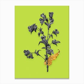 Vintage Commelina Tuberosa Black and White Gold Leaf Floral Art on Chartreuse n.0465 Canvas Print