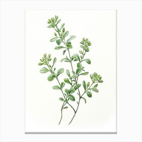 Thyme Vintage Botanical Herbs 5 Canvas Print