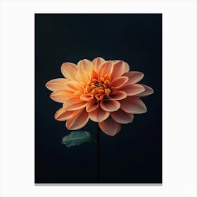 Dahlia 28 Canvas Print