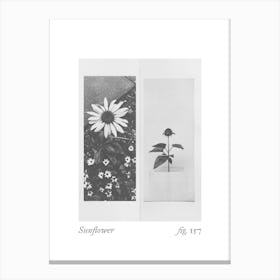 Sunflower Botanical Collage 4 Canvas Print