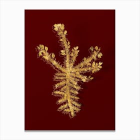 Vintage Yellow Gorse Flower Botanical in Gold on Red n.0273 Canvas Print
