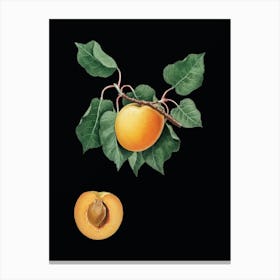 Vintage German Apricot Botanical Illustration on Solid Black n.0021 Canvas Print