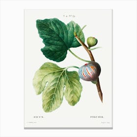 Figs (Ficus), Pierre Joseph Redoute Canvas Print