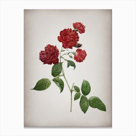 Vintage Red Cabbage Rose in Bloom Botanical on Parchment n.0456 Canvas Print