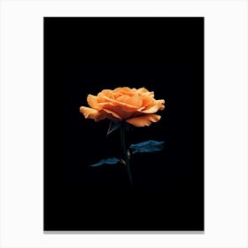 Orange Rose 13 Canvas Print