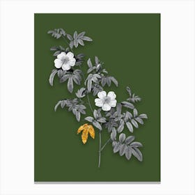 Vintage Musk Rose Black and White Gold Leaf Floral Art on Olive Green n.1020 Canvas Print